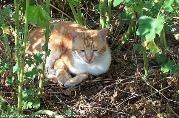 Photo de Chat domestique