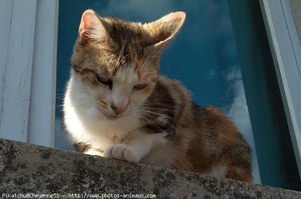 Photo de Chat domestique