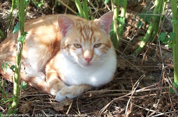 Photo de Chat domestique