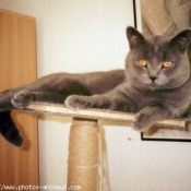 Photo de Chartreux