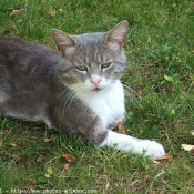 Photo de Chat domestique