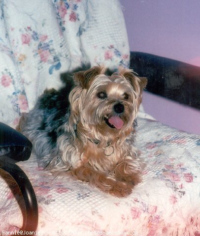 Photo de Yorkshire terrier