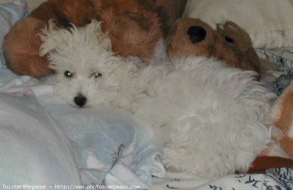 Photo de Coton de tulear