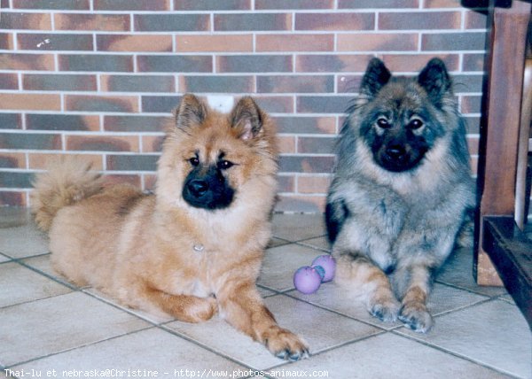 Photo d'Eurasier