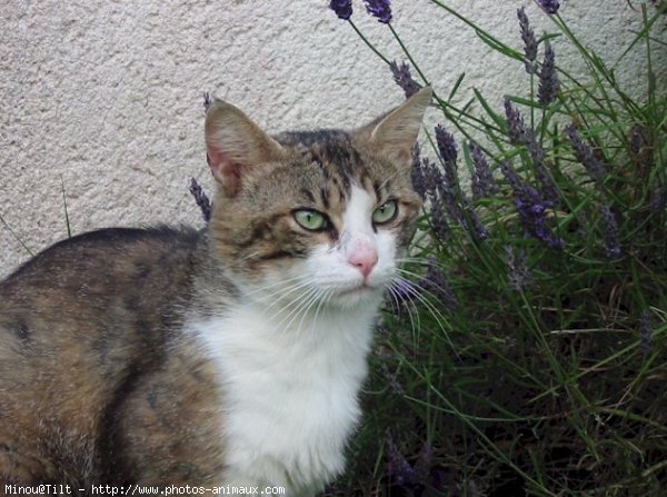 Photo de Chat domestique