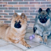 Photo d'Eurasier