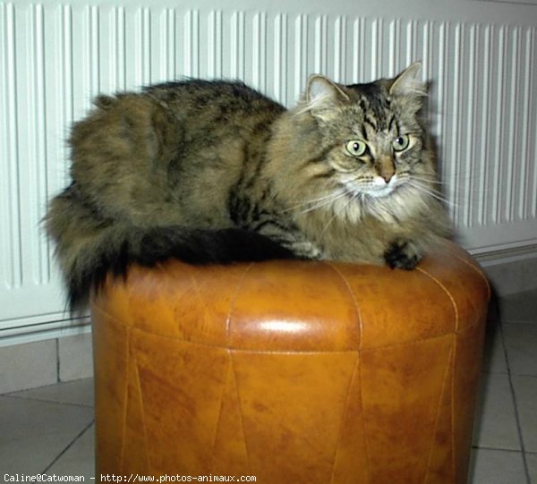 Photo de Chat domestique