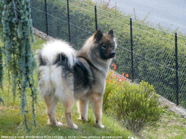 Photo d'Eurasier