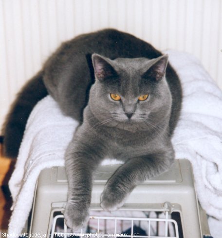 Photo de Chartreux