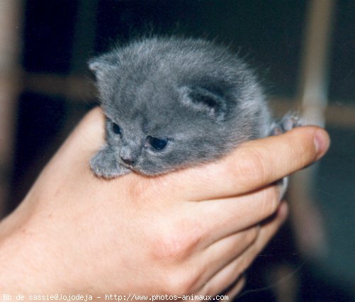 Photo de Chartreux