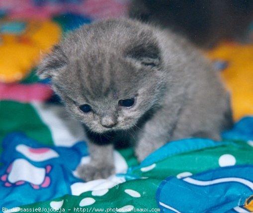 Photo de Chartreux