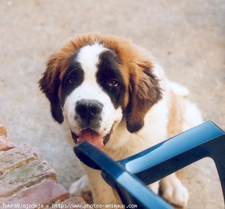 Photo de Saint-bernard poil long