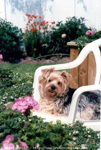 Photo de Yorkshire terrier