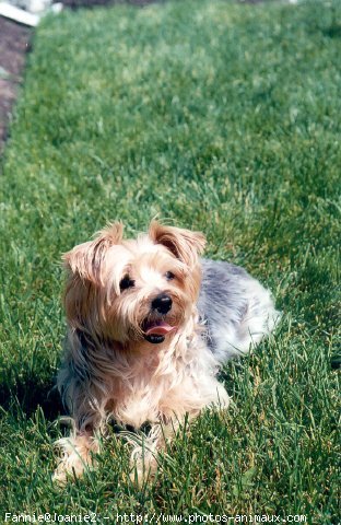 Photo de Yorkshire terrier