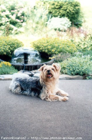 Photo de Yorkshire terrier