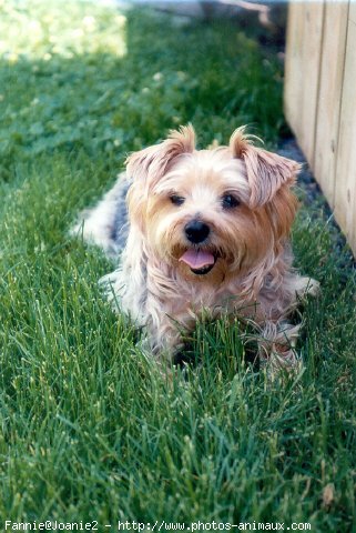 Photo de Yorkshire terrier