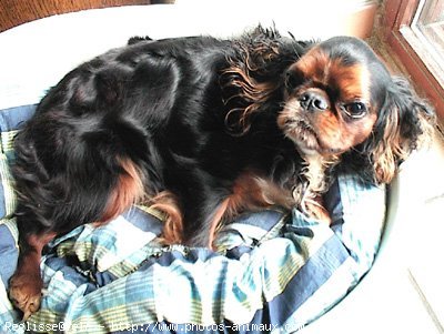 Photo de King charles spaniel