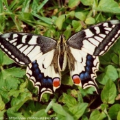 Photo de Papillon