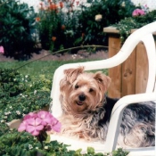 Photo de Yorkshire terrier