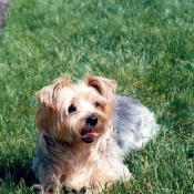 Photo de Yorkshire terrier