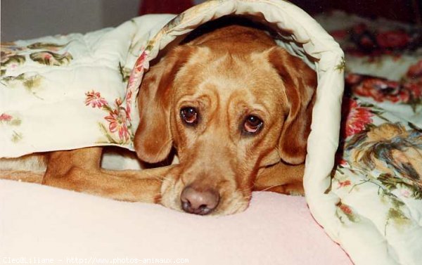 Photo de Labrador retriever