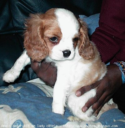 Photo de Cavalier king charles spaniel