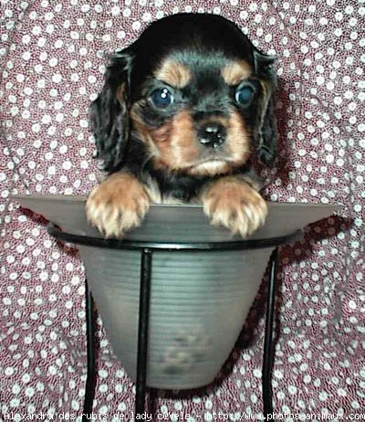 Photo de Cavalier king charles spaniel