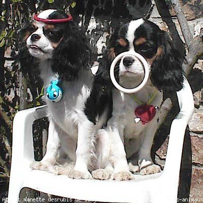 Photo de Cavalier king charles spaniel