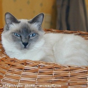 Photo de Sacr de birmanie