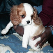 Photo de Cavalier king charles spaniel