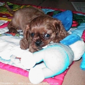 Photo de Cavalier king charles spaniel