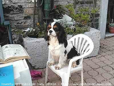 Photo de Cavalier king charles spaniel