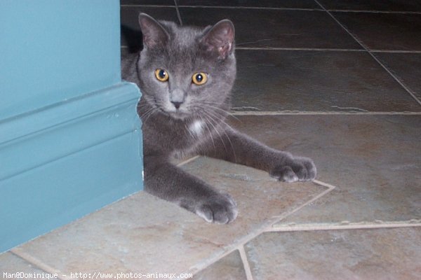 Photo de Chartreux