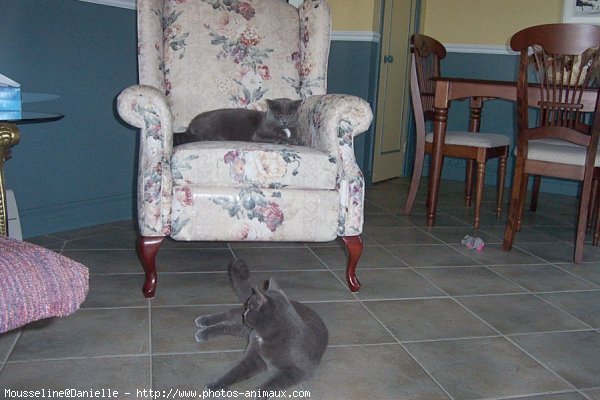 Photo de Chartreux