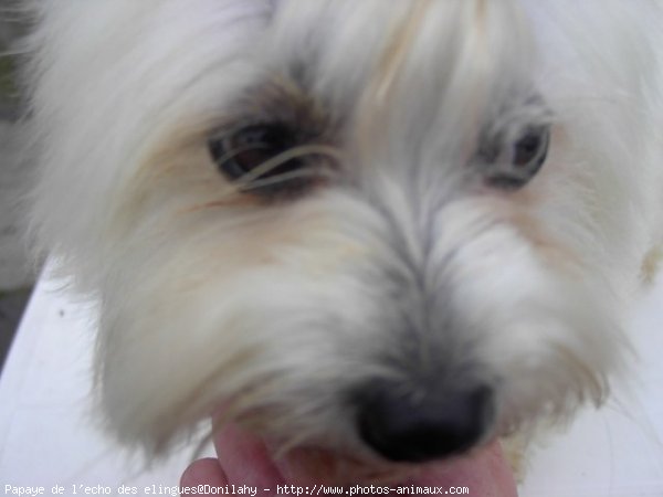 Photo de Coton de tulear