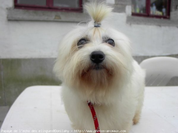 Photo de Coton de tulear