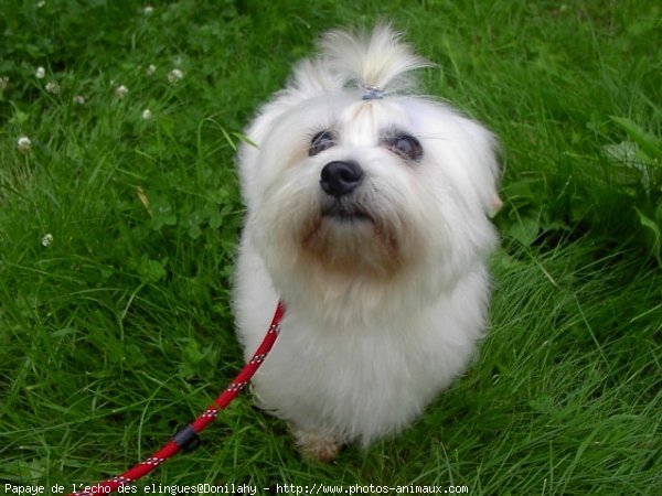 Photo de Coton de tulear