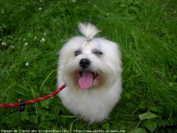 Photo de Coton de tulear