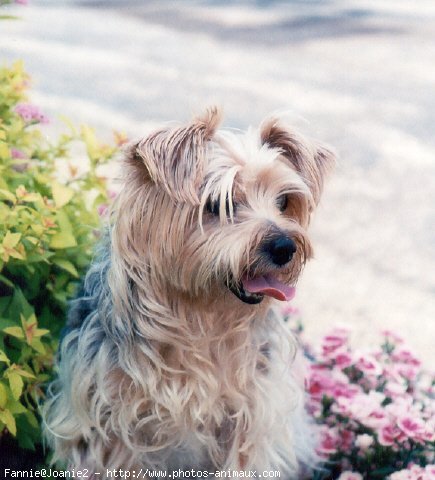 Photo de Yorkshire terrier