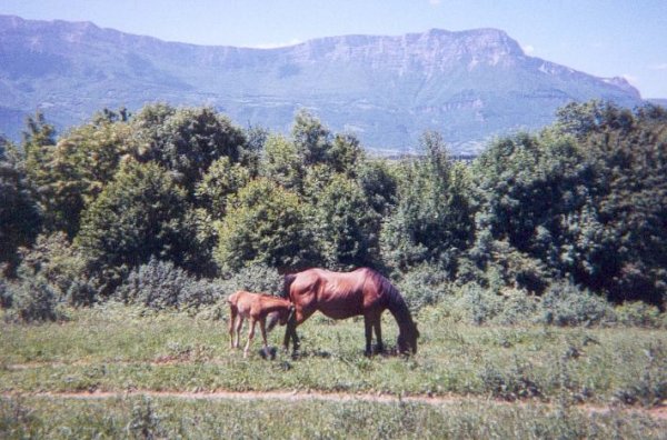 Photo de Selle franais