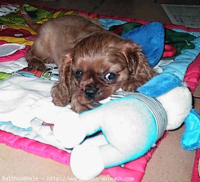 Photo de Cavalier king charles spaniel