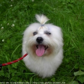 Photo de Coton de tulear