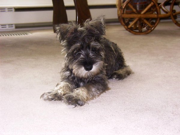 Photo de Schnauzer gant