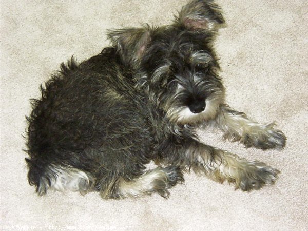 Photo de Schnauzer gant