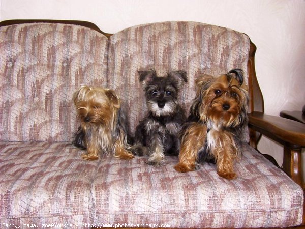 Photo de Yorkshire terrier