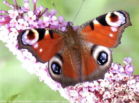 Photo de Papillon - paon du jour