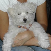 Photo de Coton de tulear