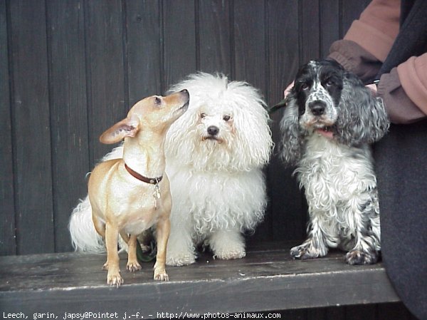 Photo de Races diffrentes