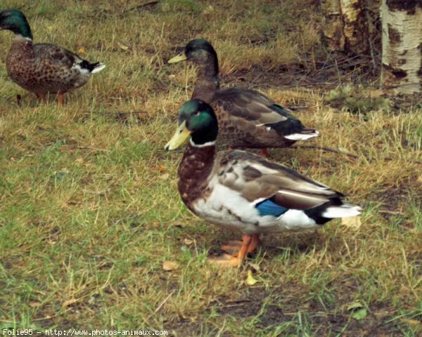 Photo de Canard