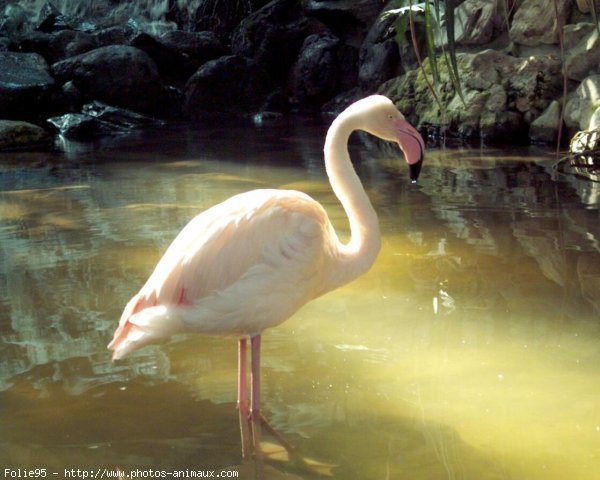 Photo de Flamand rose